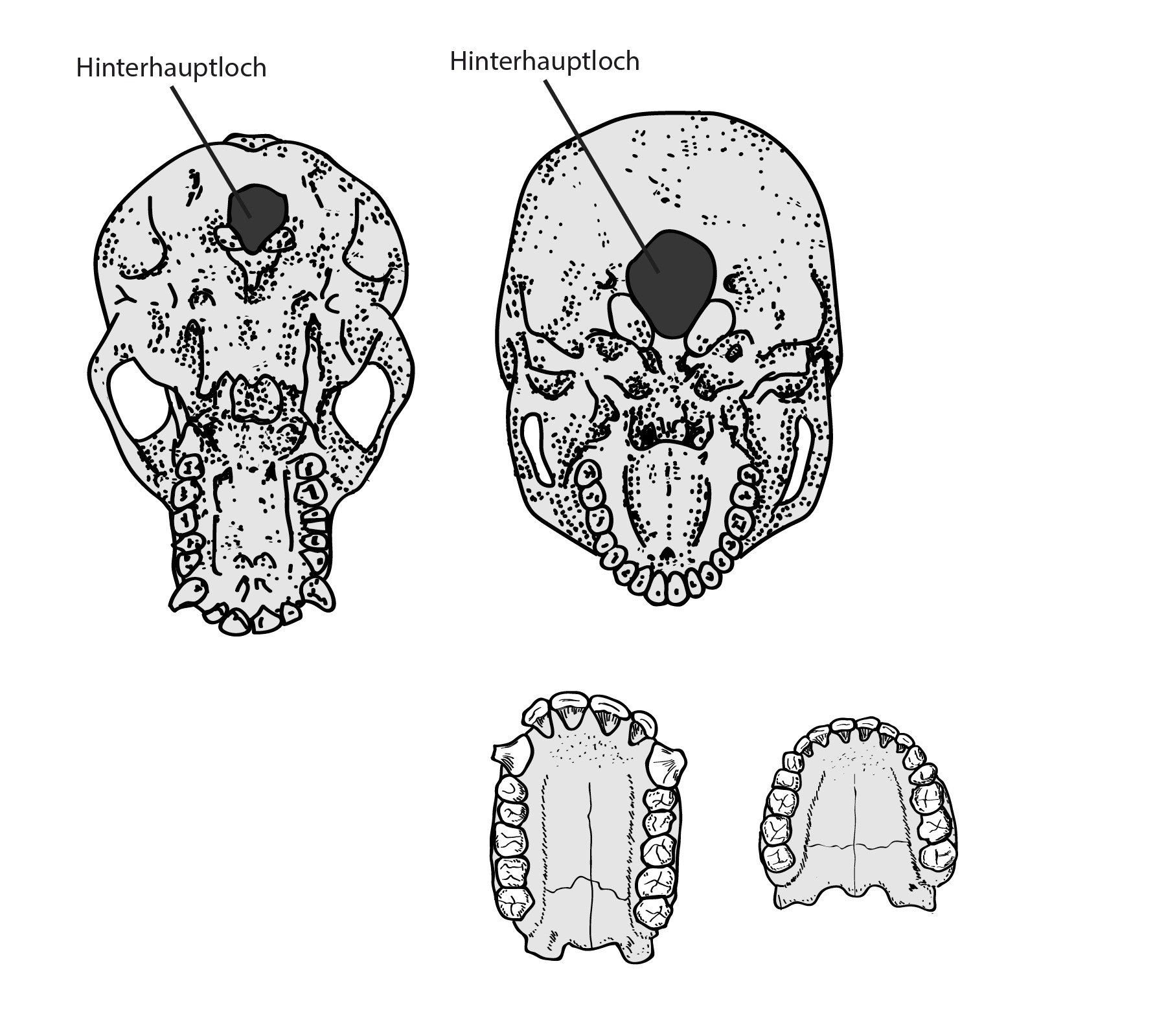 hans schumacher projektgrafik