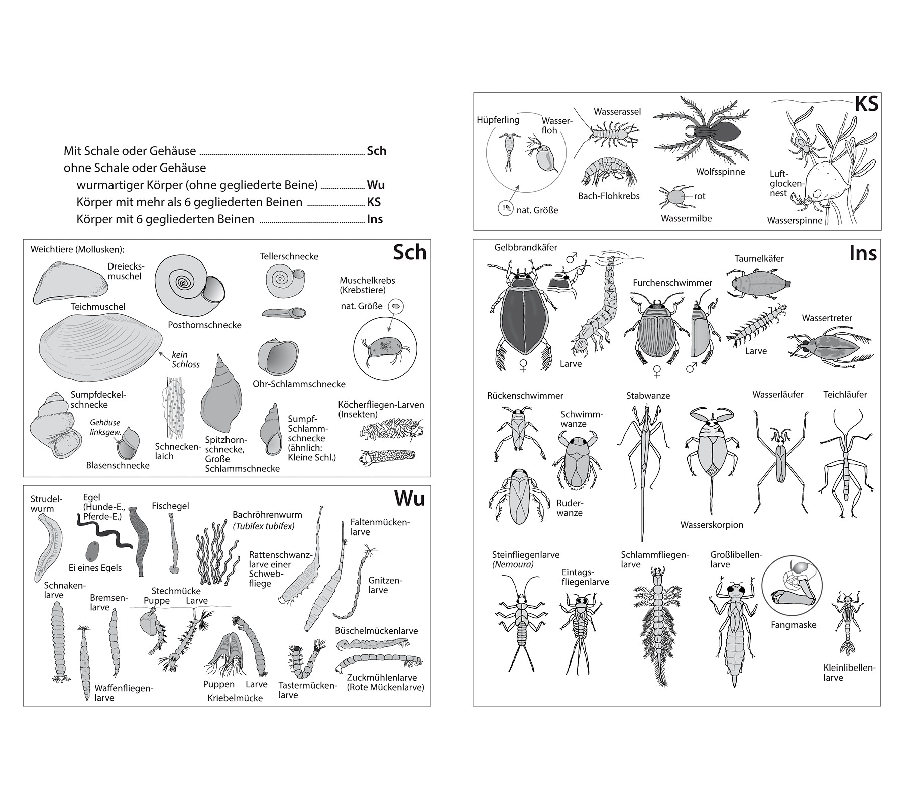 hans schumacher projektgrafik