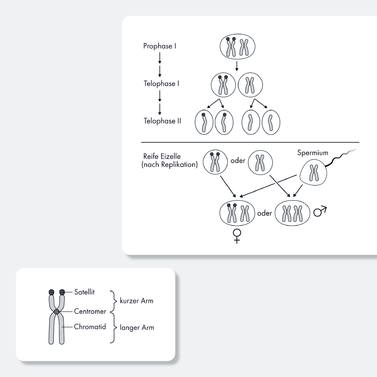 hans schumacher projektgrafik